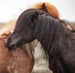 Jeuk bij paarden, niet alleen bij zomereczeem